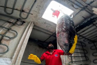 Sushi-Hunger – Lifestyle mit Schattenseiten im TV - Sendung - TV SPIELFILM