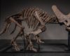 JOOPITER Brings “Trey,” the 66-Million-Year-Old Triceratops Skeleton, to the Global Auction Block