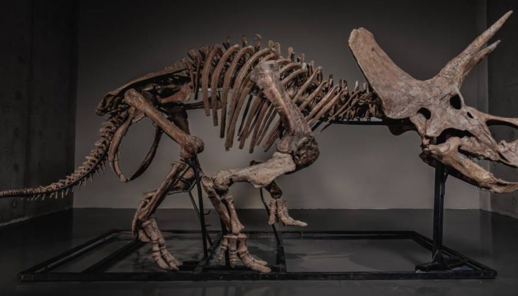 JOOPITER Brings “Trey,” the 66-Million-Year-Old Triceratops Skeleton, to the Global Auction Block
