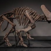 JOOPITER Brings “Trey,” the 66-Million-Year-Old Triceratops Skeleton, to the Global Auction Block
