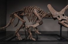 JOOPITER Brings “Trey,” the 66-Million-Year-Old Triceratops Skeleton, to the Global Auction Block