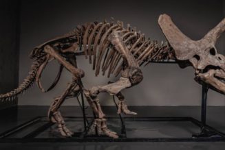 JOOPITER Brings “Trey,” the 66-Million-Year-Old Triceratops Skeleton, to the Global Auction Block