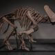 JOOPITER Brings “Trey,” the 66-Million-Year-Old Triceratops Skeleton, to the Global Auction Block