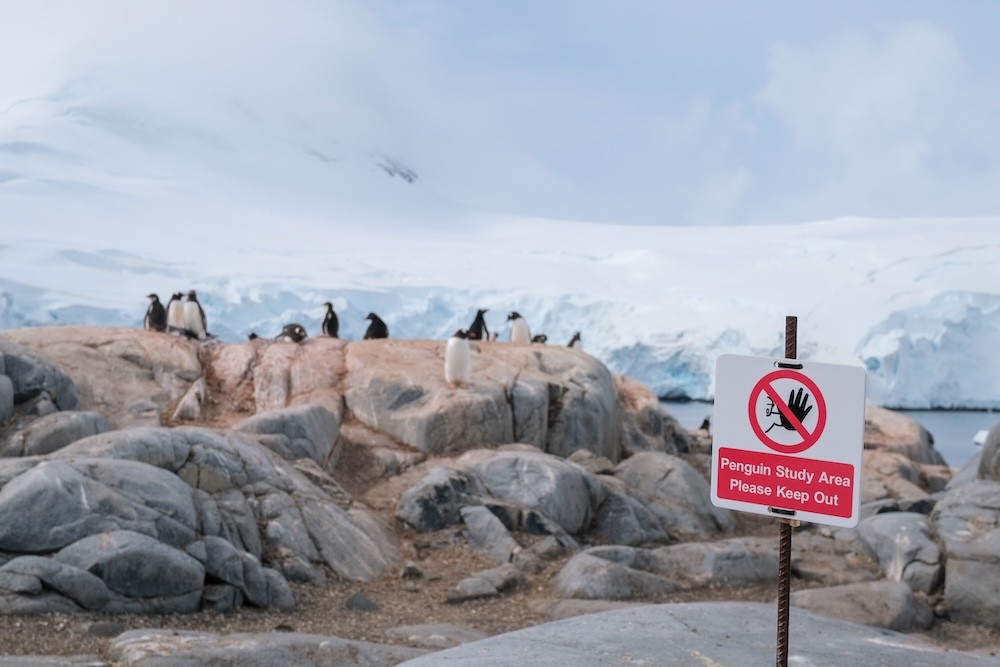 A red sign saying 'Penguin Study Area' stay out where the wildlife monitor in Antarctica works