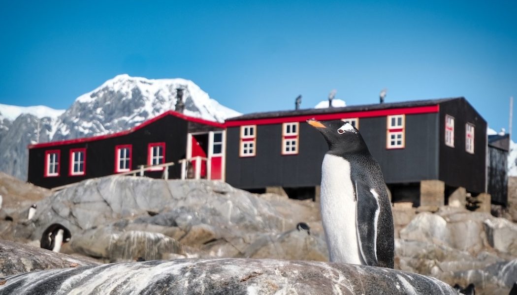 My summer as a wildlife monitor in Antarctica | Atlas & Boots