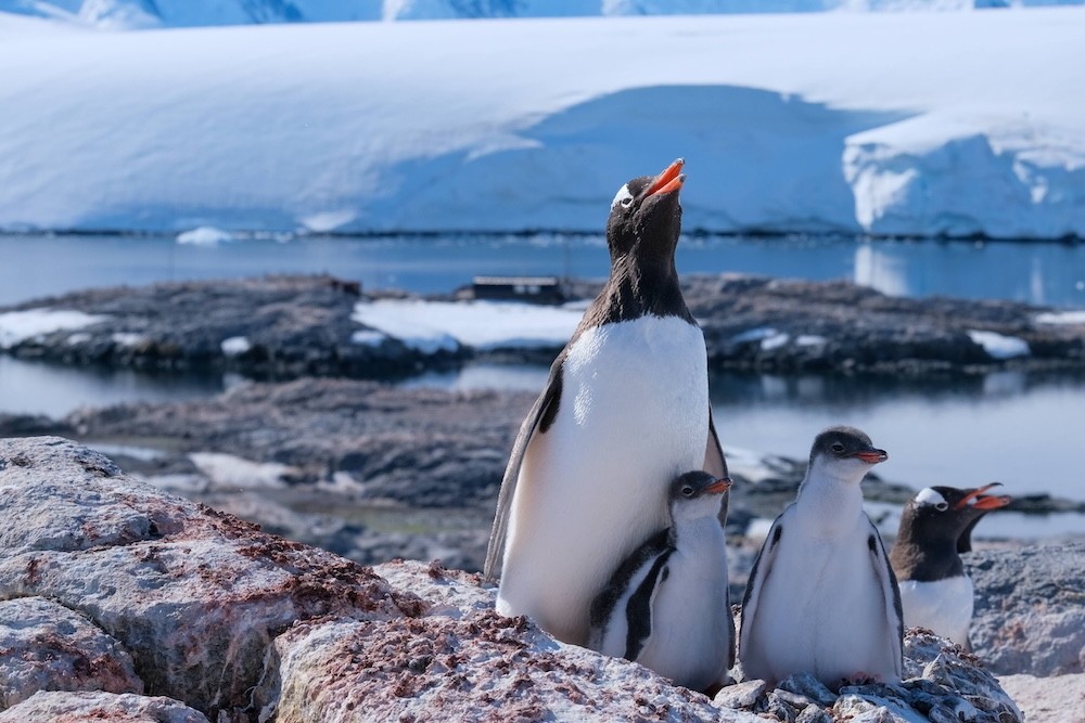 An adult and two gentoo chicks