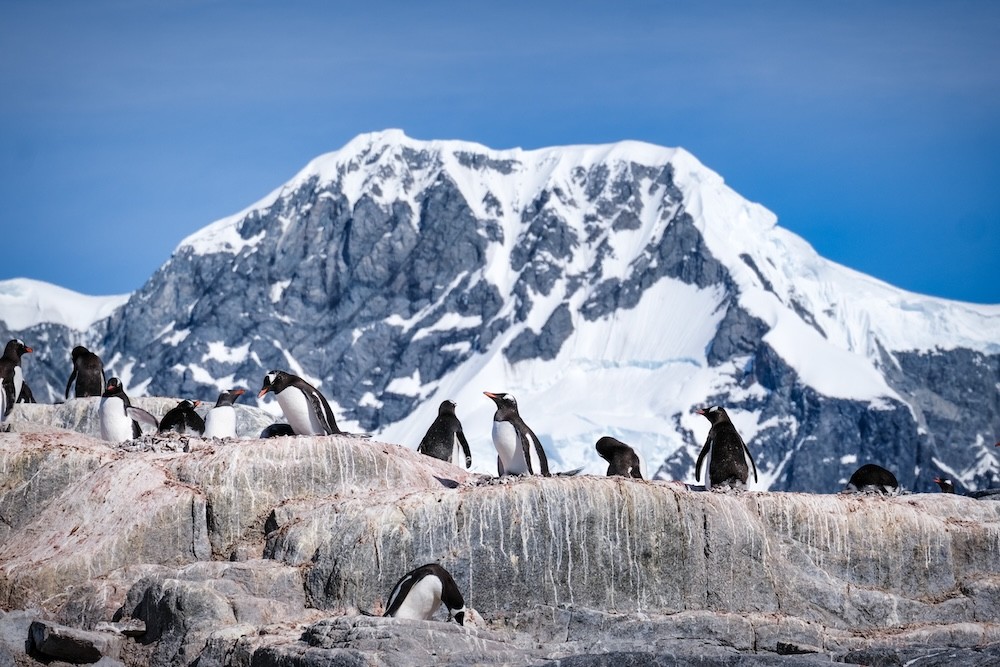 penguins in front of a mountain