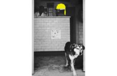 The New Guard Takes the Armory at AIPAD's Photography Show 2026