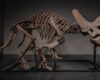 Triceratops Skeleton "Trey" Sells for a Record $5.5 Million USD on JOOPITER