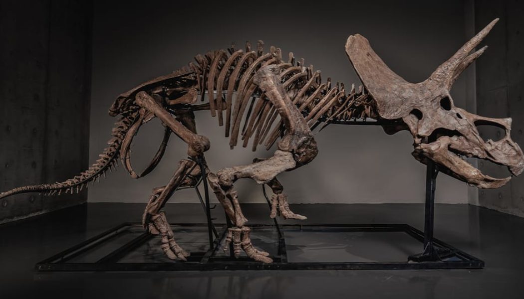 Triceratops Skeleton "Trey" Sells for a Record $5.5 Million USD on JOOPITER