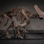Triceratops Skeleton "Trey" Sells for a Record $5.5 Million USD on JOOPITER