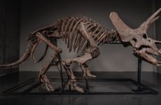 Triceratops Skeleton "Trey" Sells for a Record $5.5 Million USD on JOOPITER