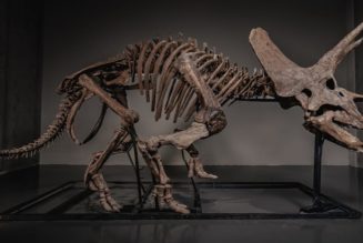 Triceratops Skeleton "Trey" Sells for a Record $5.5 Million USD on JOOPITER
