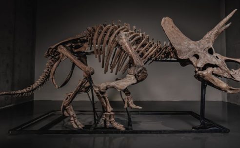 Triceratops Skeleton "Trey" Sells for a Record $5.5 Million USD on JOOPITER