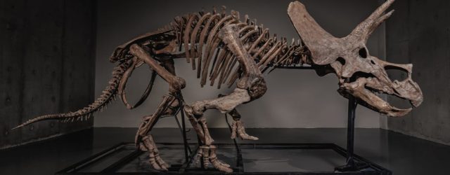 Triceratops Skeleton "Trey" Sells for a Record $5.5 Million USD on JOOPITER