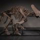 Triceratops Skeleton "Trey" Sells for a Record $5.5 Million USD on JOOPITER