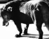 Fondation Henri Cartier‑Bresson Unveils Dual Photography Exhibitions in Paris