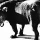 Fondation Henri Cartier‑Bresson Unveils Dual Photography Exhibitions in Paris