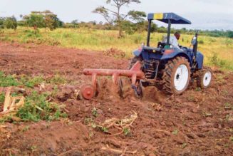 Africa’s food systems need a Magna Carta moment to boost production