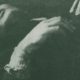 Breaking Down the Morrissey-est Moments on The Smiths' The Queen Is Dead for Its 40th Anniversary