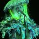 Erykah Badu Announces 2026 North American "LIVE" Tour With De La Soul, The Alchemist, and Smino
