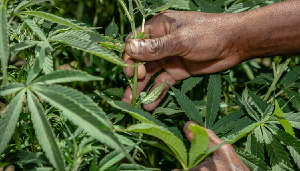For Papas Who Puff & Dads Who Dab: Check Out Our 2026 Father’s Day Cannabis Gift Guide