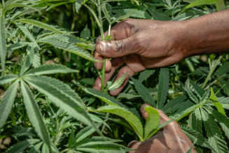 For Papas Who Puff & Dads Who Dab: Check Out Our 2026 Father’s Day Cannabis Gift Guide
