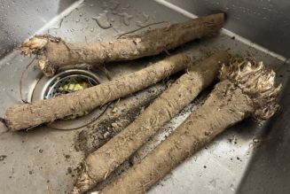 Lifestyle › Essen & Trinken › Gruß aus der Küche