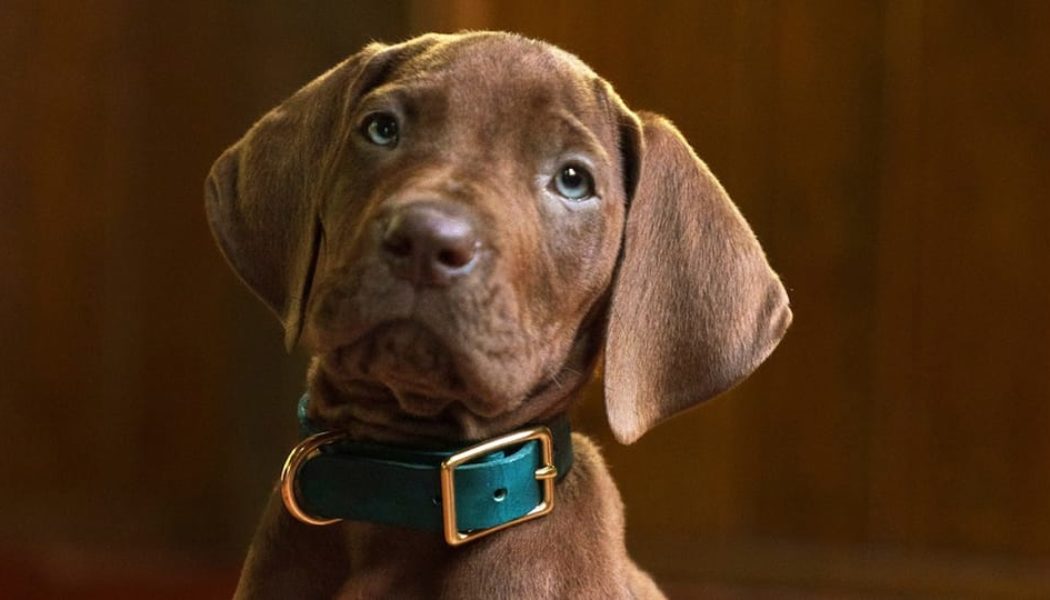 Netflix Unveils First Look at Live-Action 'Scooby-Doo: Origins' Series