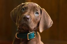 Netflix Unveils First Look at Live-Action 'Scooby-Doo: Origins' Series