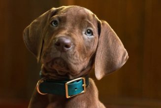 Netflix Unveils First Look at Live-Action 'Scooby-Doo: Origins' Series