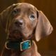 Netflix Unveils First Look at Live-Action 'Scooby-Doo: Origins' Series