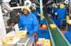 State eyes Sh1.4 billion from new tea export, import levy