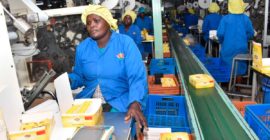 State eyes Sh1.4 billion from new tea export, import levy