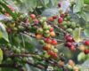 Thika coffee miller loses Sh32m claim over ‘debt trap’ loans to farmers
