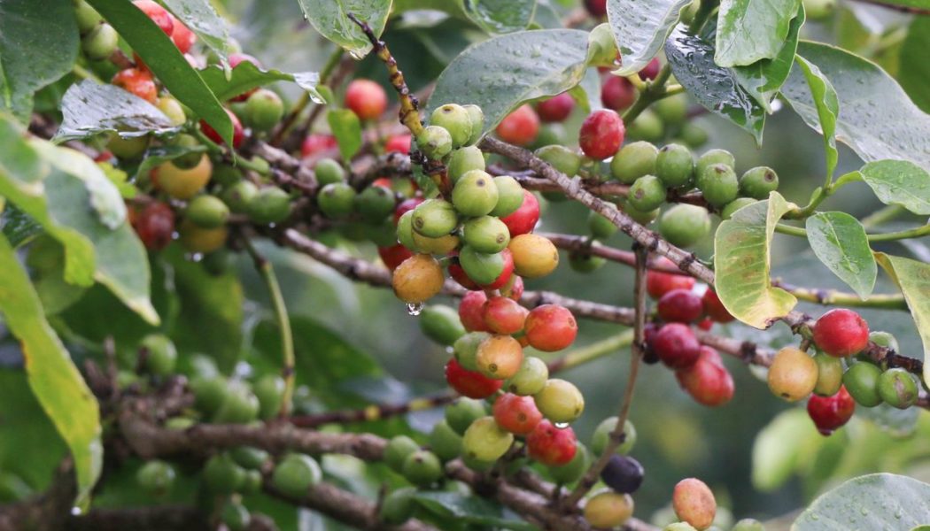 Thika coffee miller loses Sh32m claim over ‘debt trap’ loans to farmers