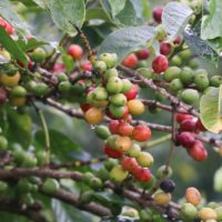 Thika coffee miller loses Sh32m claim over ‘debt trap’ loans to farmers