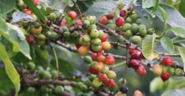 Thika coffee miller loses Sh32m claim over ‘debt trap’ loans to farmers