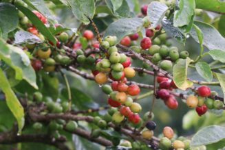 Thika coffee miller loses Sh32m claim over ‘debt trap’ loans to farmers
