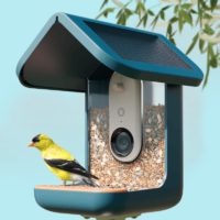 This video bird feeder is the surprise hit of Prime Day