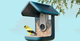 This video bird feeder is the surprise hit of Prime Day