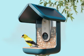 This video bird feeder is the surprise hit of Prime Day