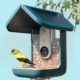 This video bird feeder is the surprise hit of Prime Day