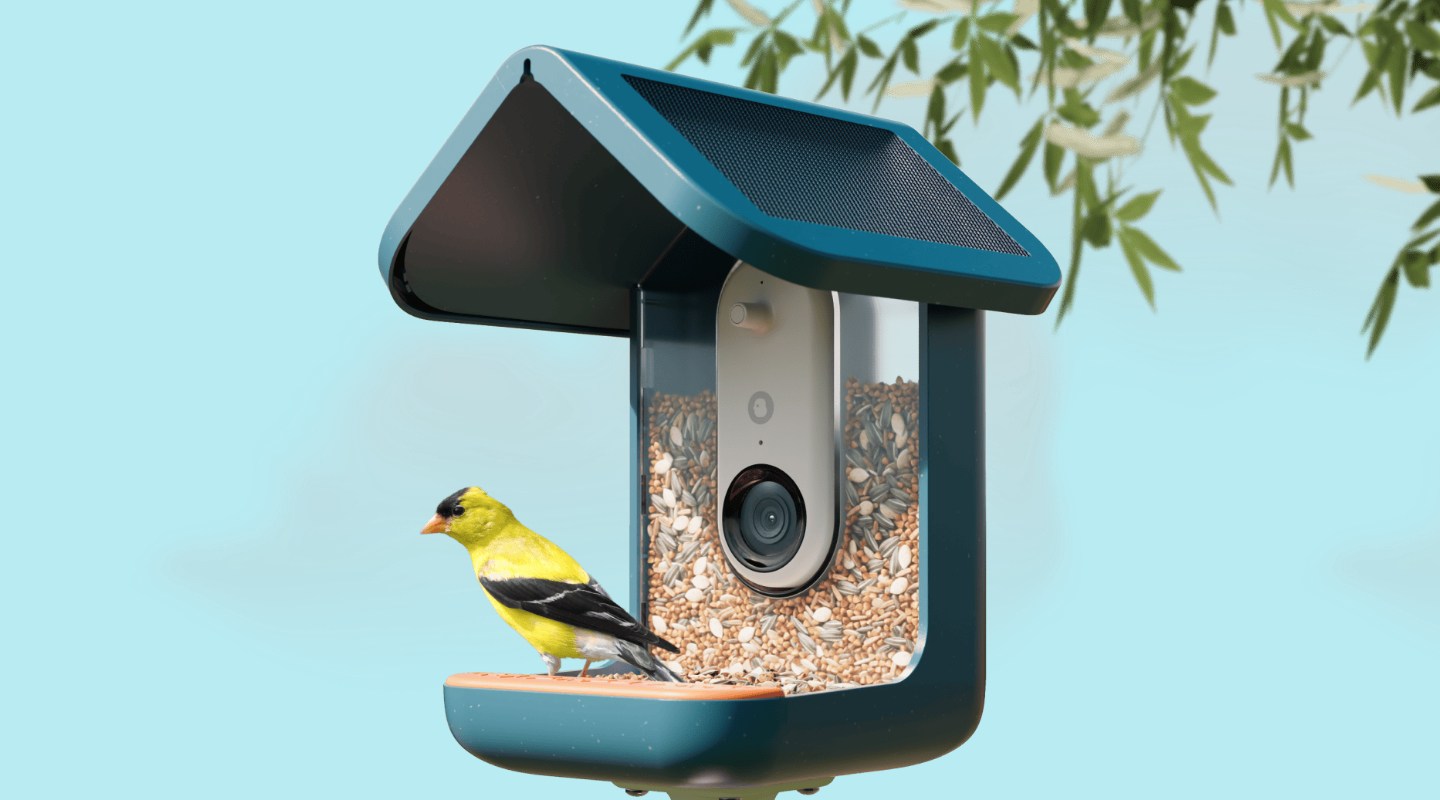 birdbuddypromain
