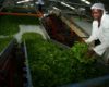 Court shields KTDA from corruption probe over tea factory loans