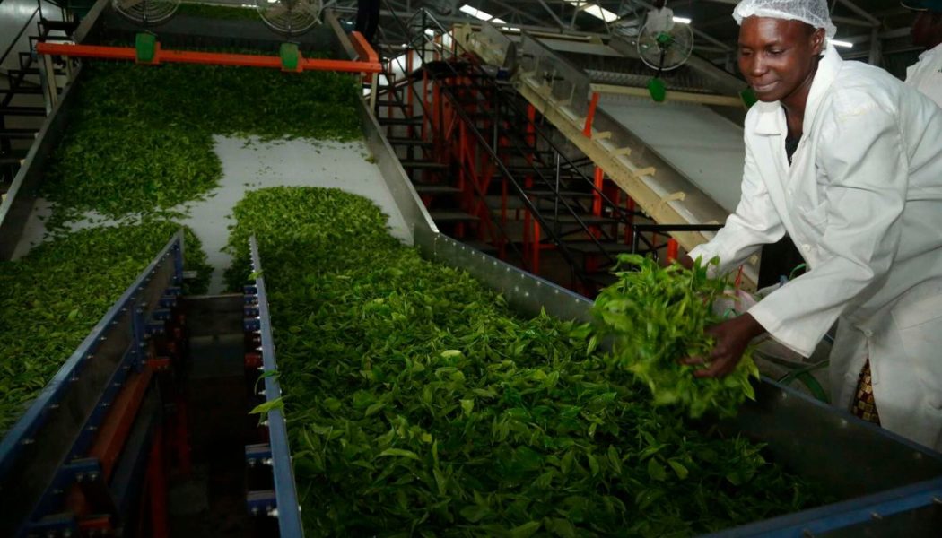 Court shields KTDA from corruption probe over tea factory loans