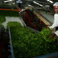 Court shields KTDA from corruption probe over tea factory loans