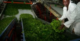 Court shields KTDA from corruption probe over tea factory loans