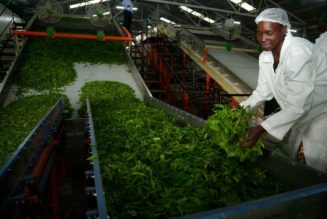 Court shields KTDA from corruption probe over tea factory loans