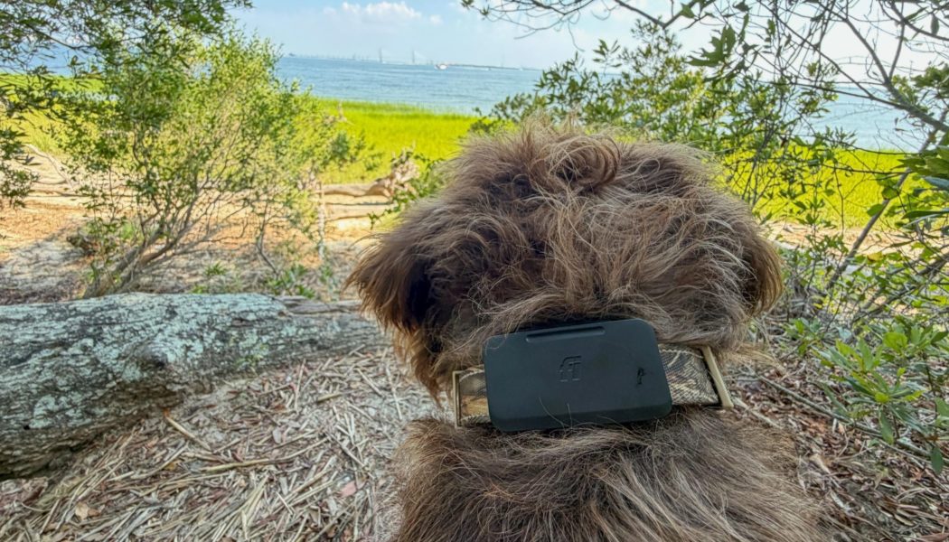 Fi’s Starlink-enabled pet tracker found my dog when LTE couldn’t